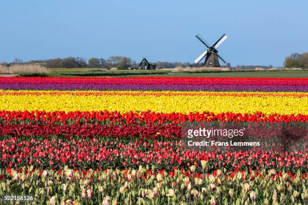 netherlands, sint maartensbrug, flowering tulip fields. turning windmill - netherlands stock-fotos und bilder
