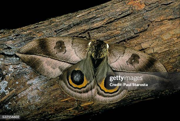 automeris harrisorum (moth) - ocellus stock pictures, royalty-free photos & images