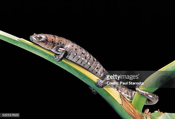 bolitoglossa dofleini (giant palm salamander, alta verapaz salamander) - salamandra fotografías e imágenes de stock
