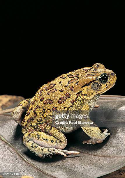 amietophrynus garmani (garman's toad) - toad stock pictures, royalty-free photos & images