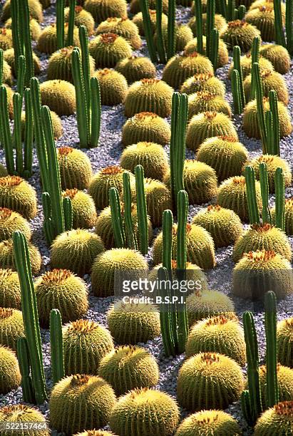 cactus garden, the getty center - california - j paul getty museum foto e immagini stock