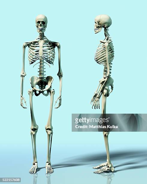 two skeletons - esqueleto humano fotografías e imágenes de stock
