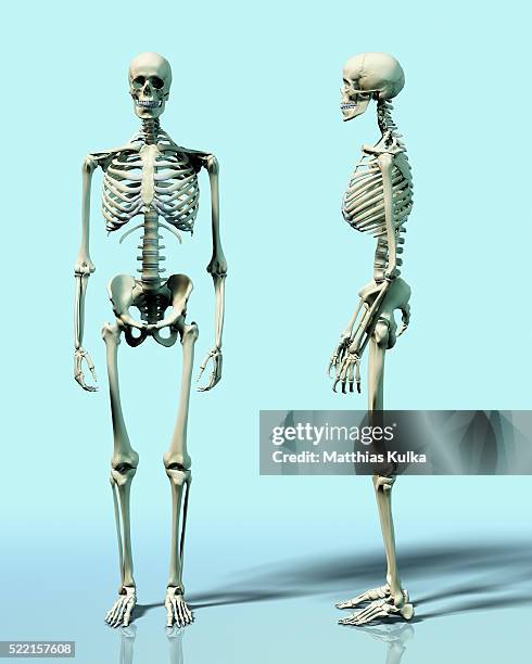 two skeletons - human skeleton profile stock pictures, royalty-free photos & images