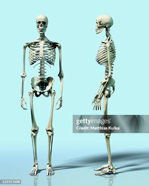 two skeletons - skeleton stock pictures, royalty-free photos & images