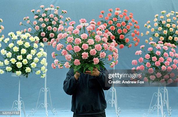 carnations - flower arrangement carnation ストックフォトと画像