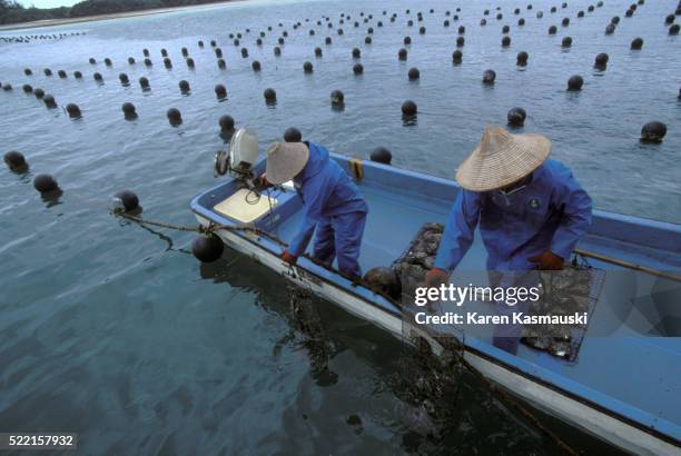 black pearl farming - aquaculture stock pictures, royalty-free photos & images