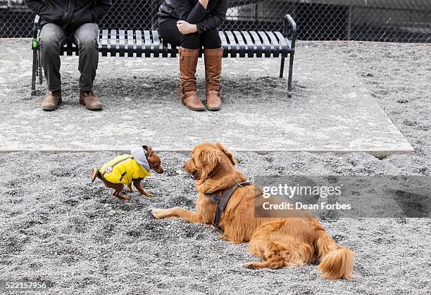 some encounters are closer than others - off leash dog park stock pictures, royalty-free photos & images