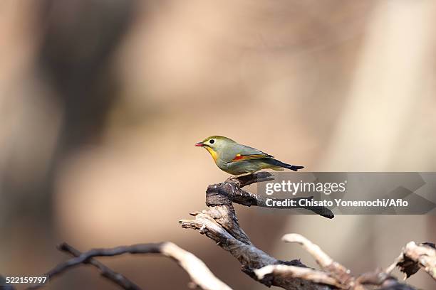 red-billed leiothrix - red billed leiothrix stock pictures, royalty-free photos & images