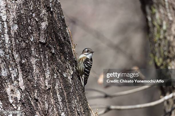 japanese pygmy woodpecker - mole cricket stock pictures, royalty-free photos & images