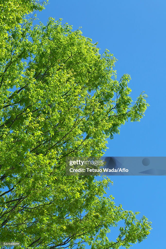 Tree and sky