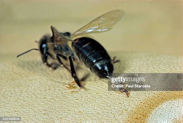 apis mellifera (honey bee) - in the act of stinging - stinging stock pictures, royalty-free photos & images