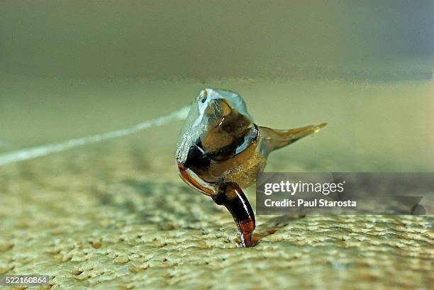 apis-mellifera-the-stinger-of-