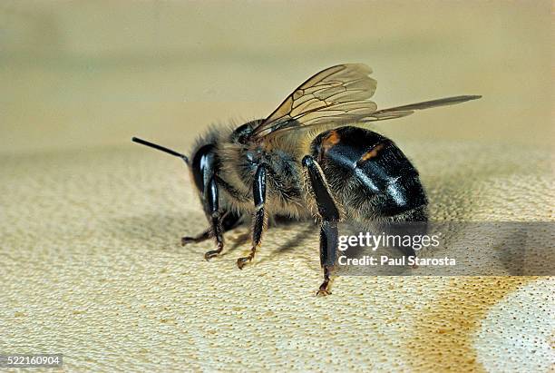 apis mellifera (honey bee) - in the act of stinging - stechen tierverhalten stock-fotos und bilder