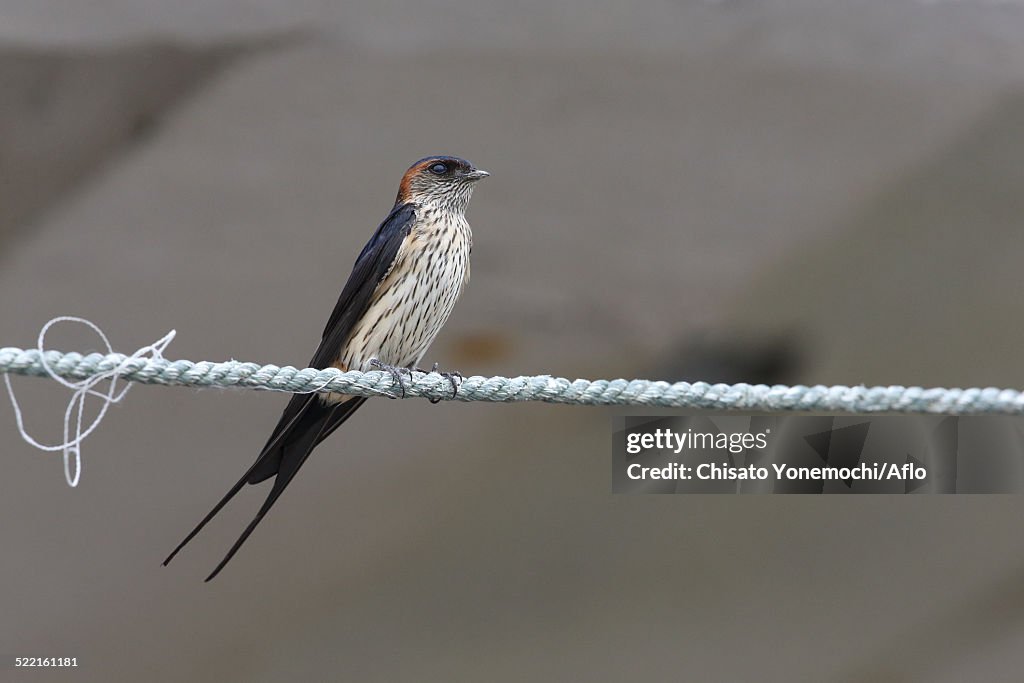Red-Rumped Swallow