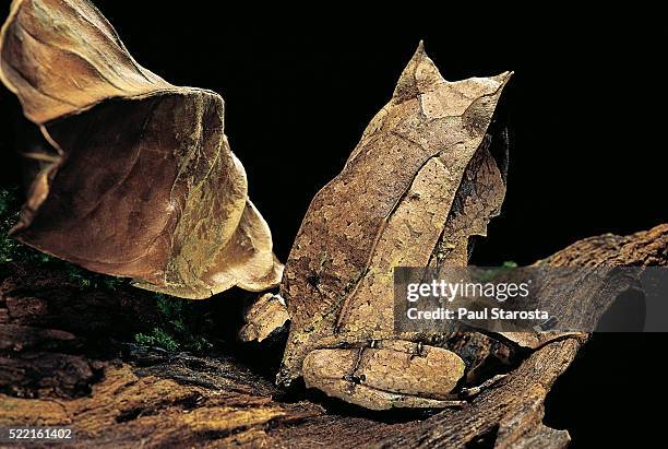 megophrys nasuta (malayan horned frog, long-nosed horned frog, malayan leaf frog) - megophrys stockfoto's en -beelden