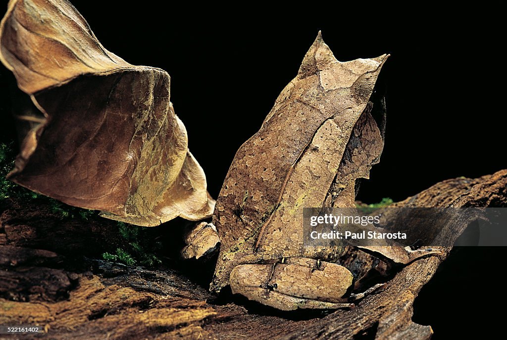 Megophrys nasuta (Malayan horned frog, long-nosed horned frog, Malayan leaf frog)