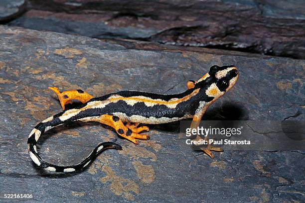 neurergus kaiseri (luristan newt, emperor spotted newt) - salamandra fotografías e imágenes de stock