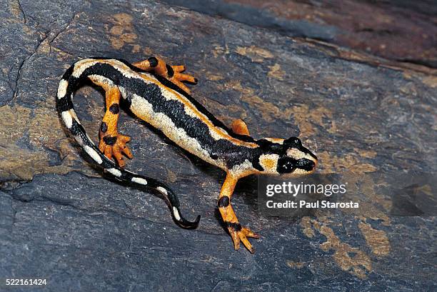 neurergus kaiseri (luristan newt, emperor spotted newt) - amphibian stockfoto's en -beelden