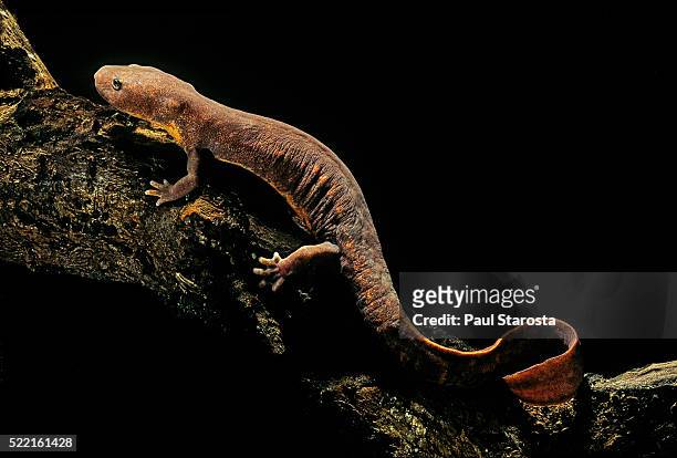 pachyhynobius schangchengensis (shangcheng stout salamander) - salamandra fotografías e imágenes de stock