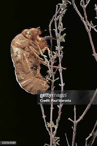 Exuvia Insect Exuvia Photos and Premium High Res Pictures - Getty Images