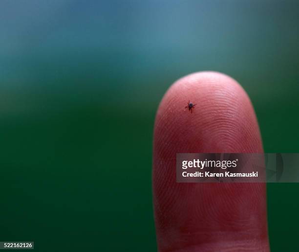 tick on fingertip - tick animal stock pictures, royalty-free photos & images