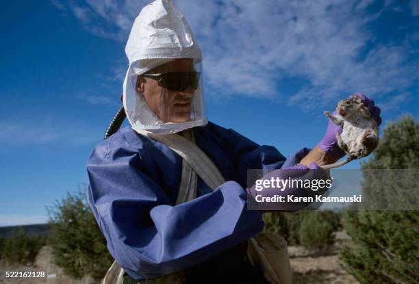 center for disease control researcher holding deer mouse - peromyscus leucopus imagens e fotografias de stock