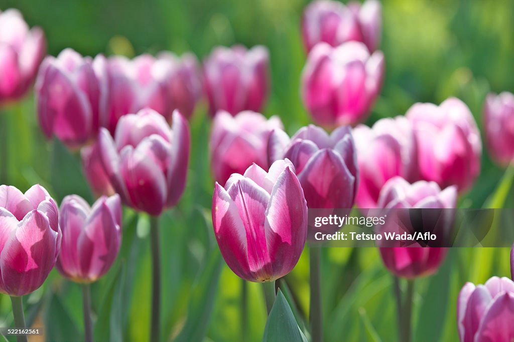 Tulip field