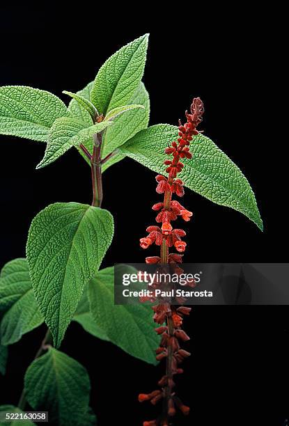 salvia confertiflora (red velvet sage) - red salvia stock pictures, royalty-free photos & images