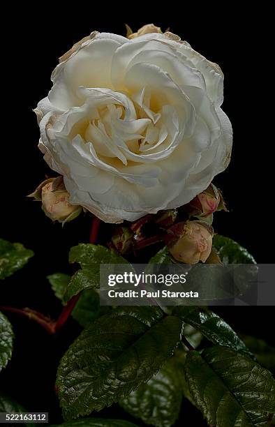 Madeline Shrub Roses 315 Madeleine Rose Stock Photos, High-Res Pictures, and Images - Getty ...