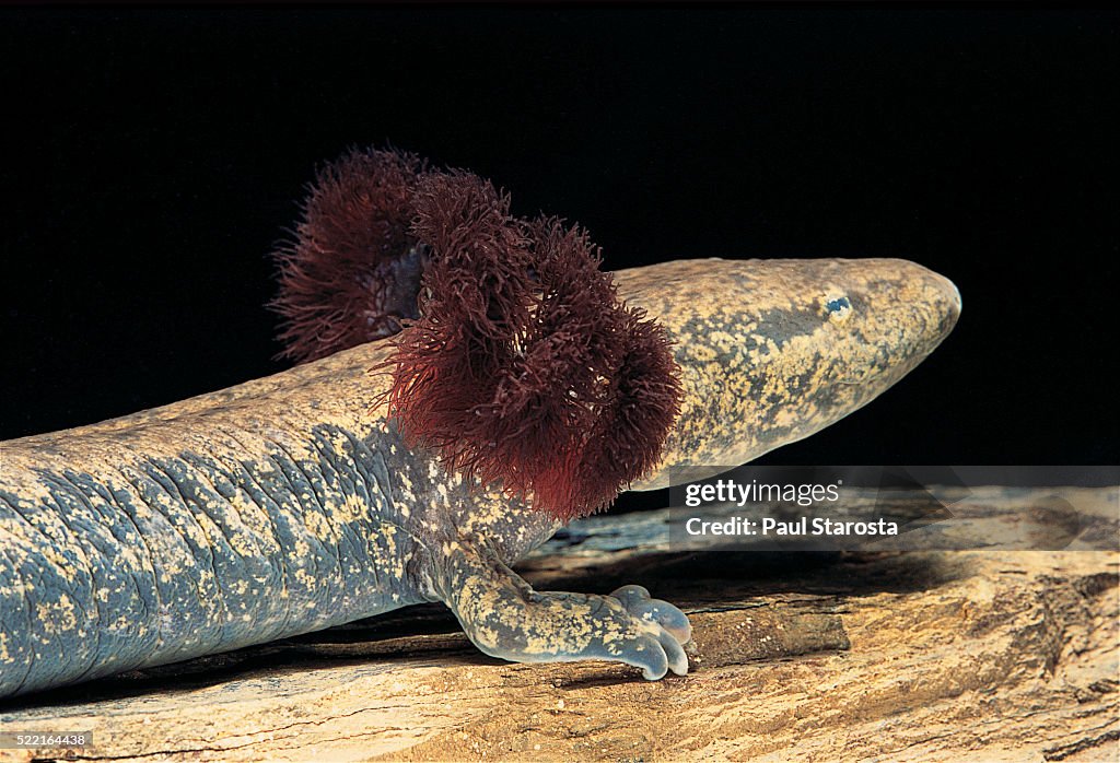 Necturus maculosus (common mudpuppy)