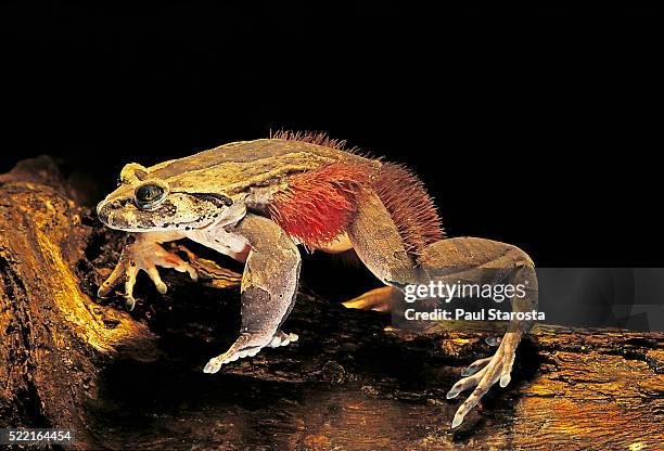 trichobatrachus robustus (hairy frog) - hårig bildbanksfoton och bilder