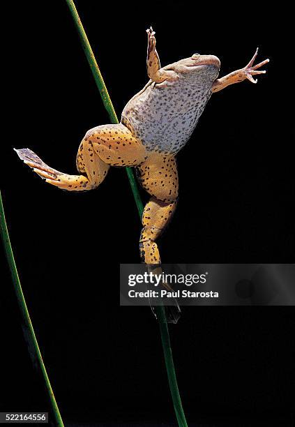 xenopus laevis (african clawed frog, platanna) - african clawed frog stock-fotos und bilder