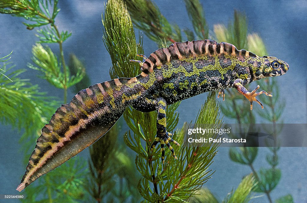 Triturus marmoratus (marbled newt)