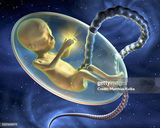 artificial life - human embryo stock pictures, royalty-free photos & images