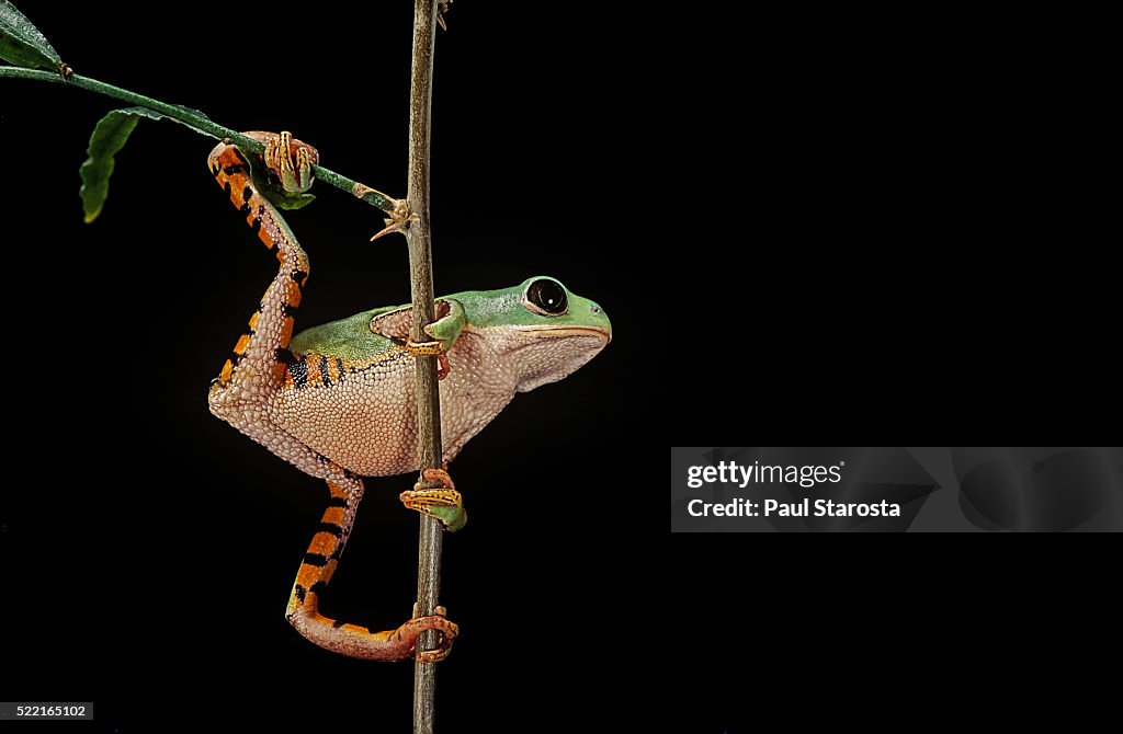 Phyllomedusa hypochondrialis azurea (northern orange-legged leaf frog)