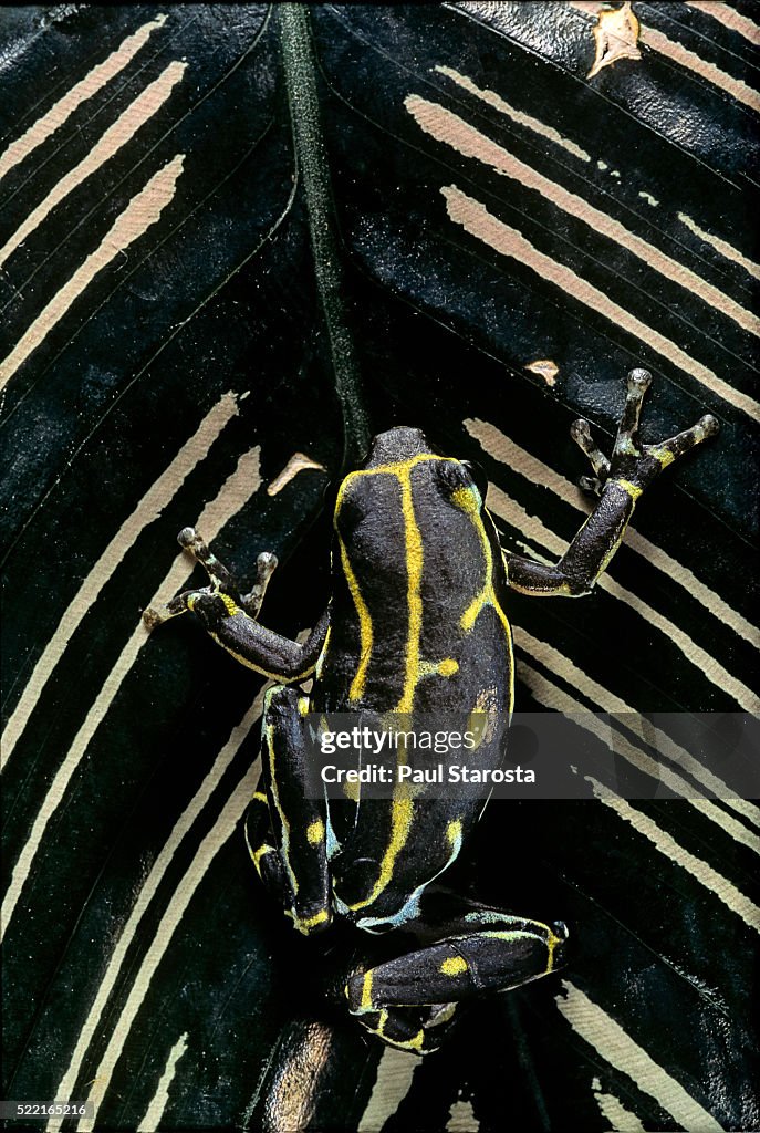 Hyperolius viridiflavus (common reed frog)