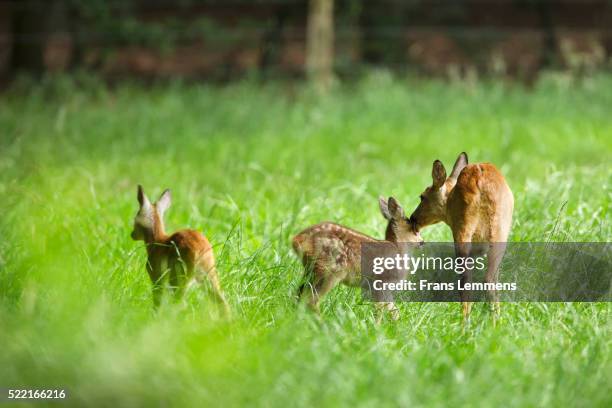 netherlands, graveland, deer with young - rehkitz stock-fotos und bilder