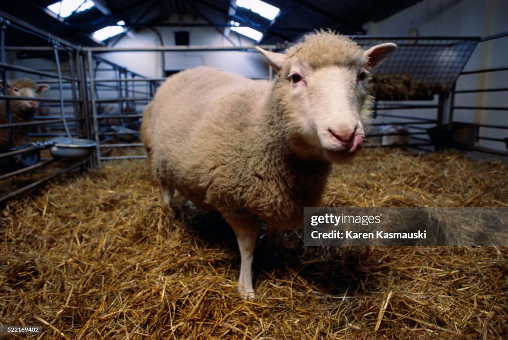 Dolly the Cloned Sheep