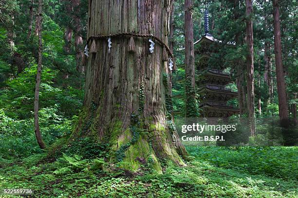 majestic cedar tree and wooden pagoda at dewa sanzan sacred mountains in japan's yamagata prefecture - yamagata prefecture stock pictures, royalty-free photos & images