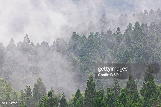 mount haguro's cedar forested slopes at dewa sanzan sacred mountains in japan's yamagata prefecture - cryptomeria japonica stock pictures, royalty-free photos & images