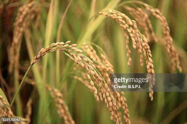 japanese rice plants - rice cereal plant stock pictures, royalty-free photos & images