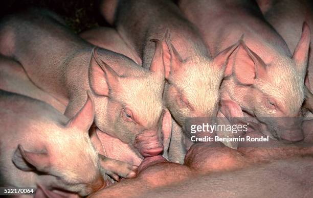piglets feeding - keutje stockfoto's en -beelden