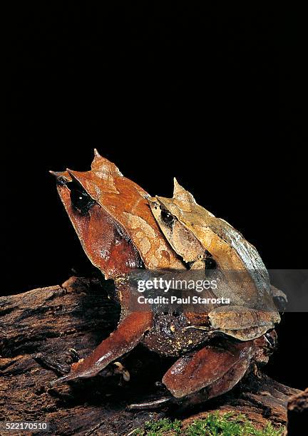 megophrys nasuta (malayan horned frog, long-nosed horned frog, malayan leaf frog) - mating - bornean horned frog stock pictures, royalty-free photos & images