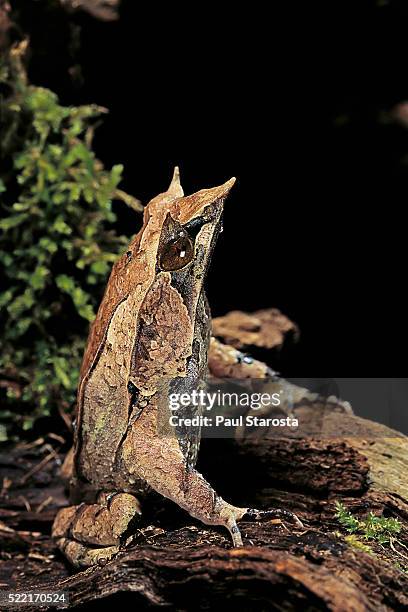 megophrys nasuta (malayan horned frog, long-nosed horned frog, malayan leaf frog) - megophrys stockfoto's en -beelden