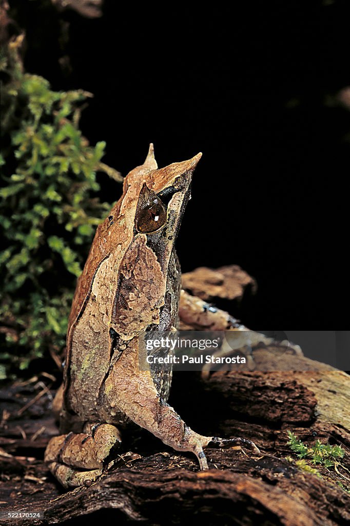 Megophrys nasuta (Malayan horned frog, long-nosed horned frog, Malayan leaf frog)