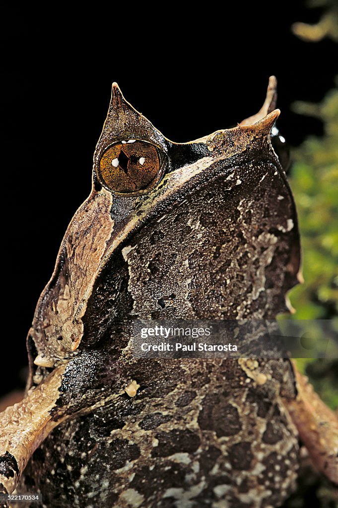 Megophrys nasuta (Malayan horned frog, long-nosed horned frog, Malayan leaf frog)