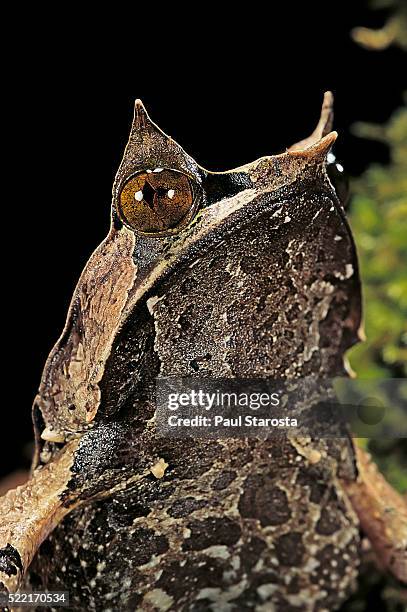 megophrys nasuta (malayan horned frog, long-nosed horned frog, malayan leaf frog) - bornean horned frog stock pictures, royalty-free photos & images