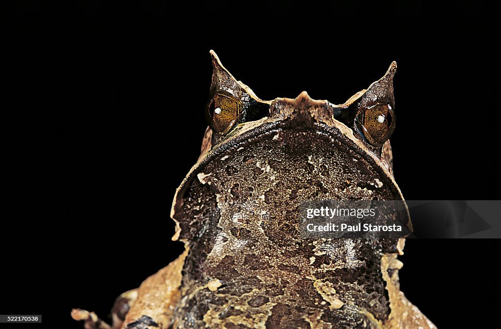 Megophrys nasuta (Malayan horned frog, long-nosed horned frog, Malayan leaf frog)