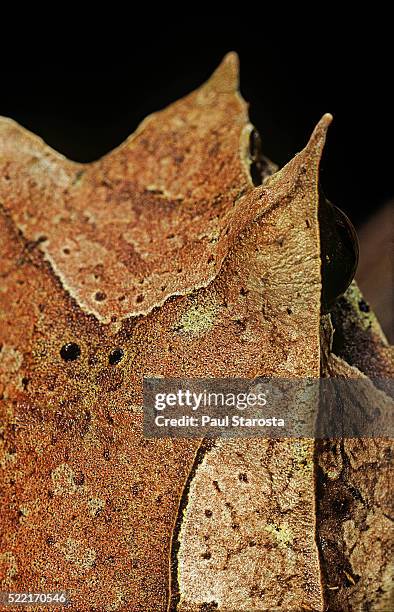 megophrys nasuta (malayan horned frog, long-nosed horned frog, malayan leaf frog) - bornean horned frog stock pictures, royalty-free photos & images