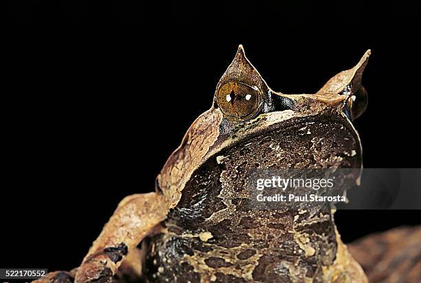 megophrys nasuta (malayan horned frog, long-nosed horned frog, malayan leaf frog) - megophrys stockfoto's en -beelden